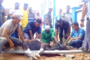 3 Ekor Sapi Kurban Sumbangan Dari Alias Wello