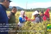 Sawah Desa Lanjut Kembali Panen, Hasilkan Gabah 4,4 Ton