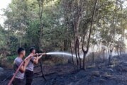 Satgas Karhutla Polda Kepri Berhasil Padamkan Kebakaran Hutan di Wilayah Nongsa