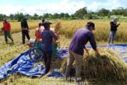 Desa Bukit Langkap Panen Padi Organik CBD 04