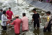 Desa Panggak Laut Panen Perdana Udang Vanamei