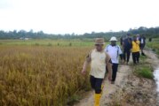 Alias Wello : Sawah di Lingga Masuki Musim Tanam ke-II