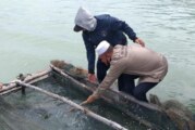 Diskan Lingga Panen Ikan Kerapu Catang Hingga 1 Ton