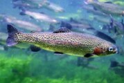 Tasmania Beri Rp 142 Juta Bagi yang Bisa Menangkap Ikan Trout, Tertarik?