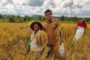 Petani Desa Bukit Langkap Gelar Panen Padi