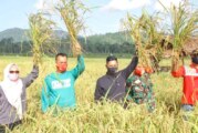 Wakil Bupati Lingga Bersama Ketua Komisi III DPRD Lingga Panen Padi Sawah Desa Lanjut