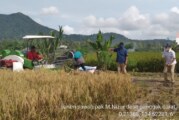 Petani Desa Panggak Darat Kembali Panen Padi, Hasilnya Memuaskan