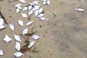 Ribuan Ikan Mati Terdampar di Pantai Batu Berdaun