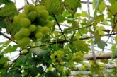 Tingkatkan Pendapatan Asli Desa, Kades Keton Manfaatkan ADD Budidayakan Tanaman Anggur