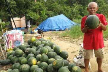 Petani Buah Desa Berindat Panen 8 Ton Semangka