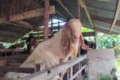 Menjelang Idul Adha, Penjualan Hewan Kurban di Lingga Lesu: Peternak Resah, Daya Beli Masyarakat Menurun