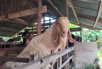 Menjelang Idul Adha, Penjualan Hewan Kurban di Lingga Lesu: Peternak Resah, Daya Beli Masyarakat Menurun