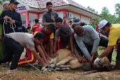 Keteladanan AKBP Pahala Martua Nababan di Hari Raya Idul Adha: Kepedulian Sosial Polres Lingga dalam Aksi Nyata