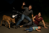 Anak Sapi Seruduk Pengendara Motor, Balita Alami Luka Serius