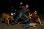 Anak Sapi Seruduk Pengendara Motor, Balita Alami Luka Serius
