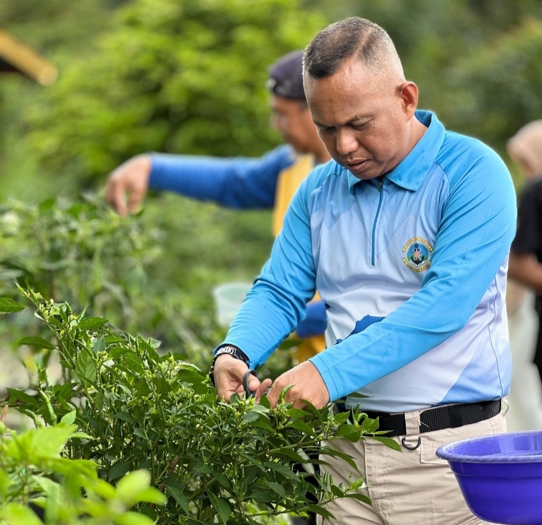 Dari Pekarangan Jadi Berkah: Barenlitbang Lingga Panen Perdana Cabai Rawit | f. Redaksi