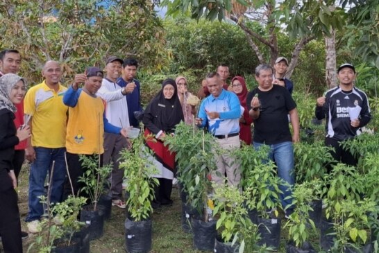 Dari Pekarangan Jadi Berkah: Barenlitbang Lingga Panen Perdana Cabai Rawit