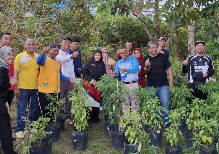 Dari Pekarangan Jadi Berkah: Barenlitbang Lingga Panen Perdana Cabai Rawit | f. Redaksi
