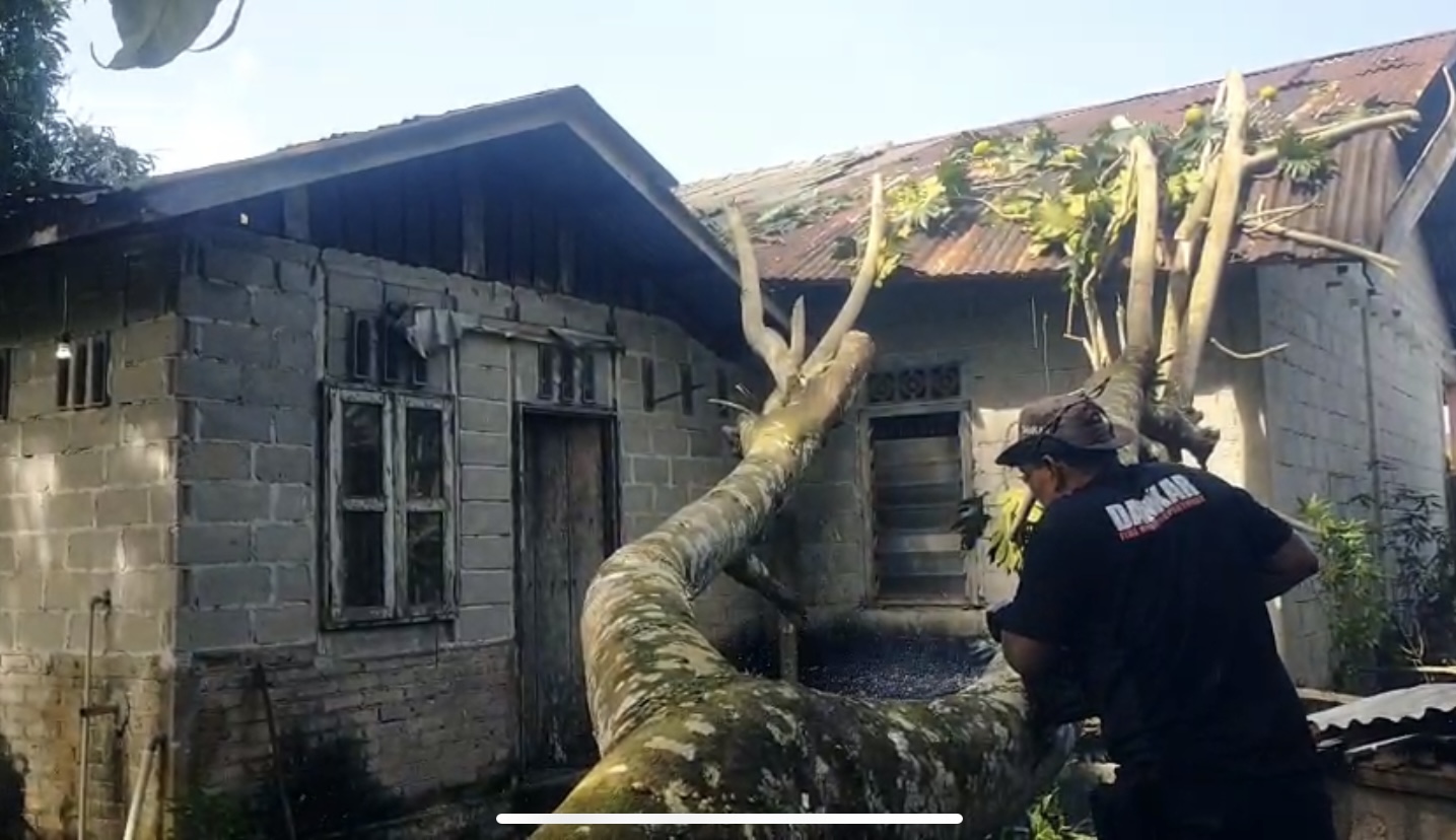 Angin Kencang Tumbangkan Pohon Sukun, Dapur Rumah Warga Aspol Dabo Rusak Parah | F. Redaksi