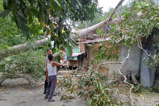 Rumah Warga Desa Kelumu Tertimpa Pohon, Polisi dan Tim Gabungan Sigap Tangani
